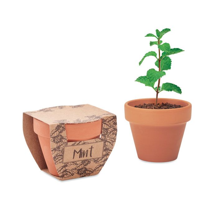 Nasiona mięty w doniczce – Gift Design